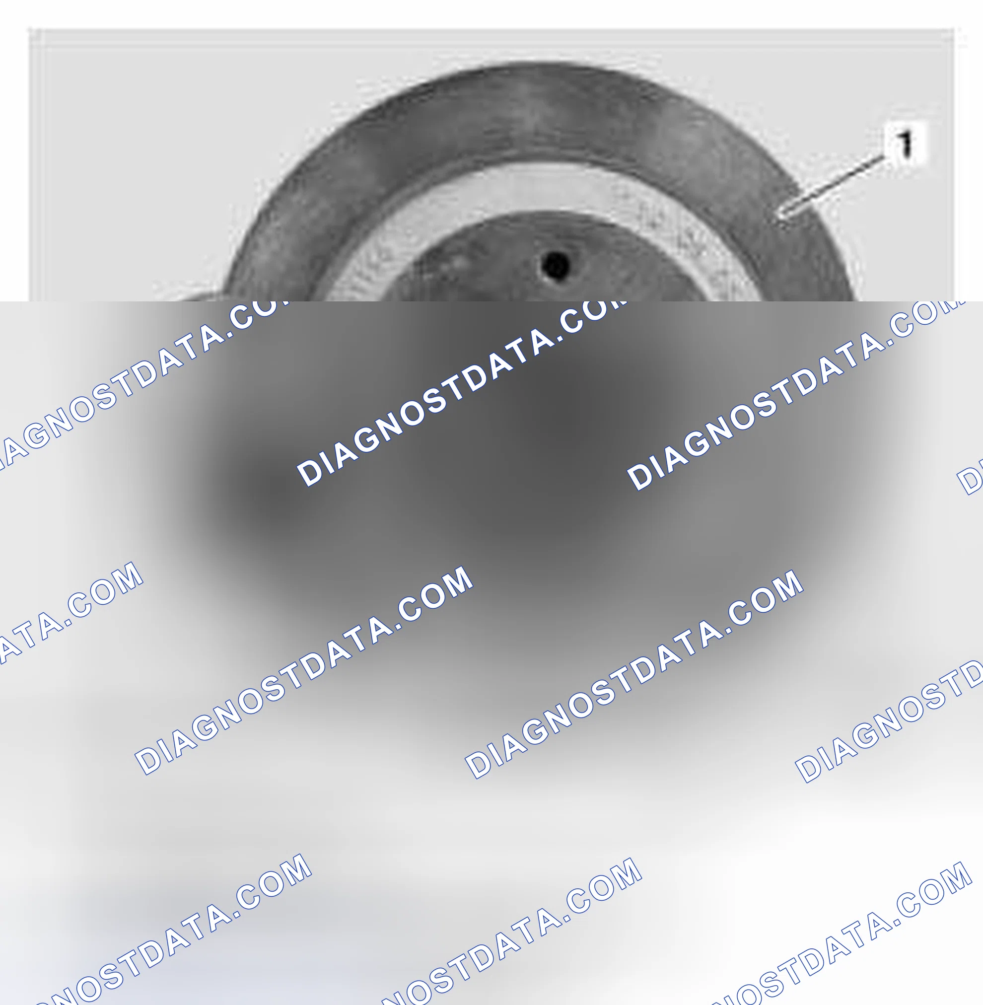 Scheme 55: Rear Wheel Brake Assembly