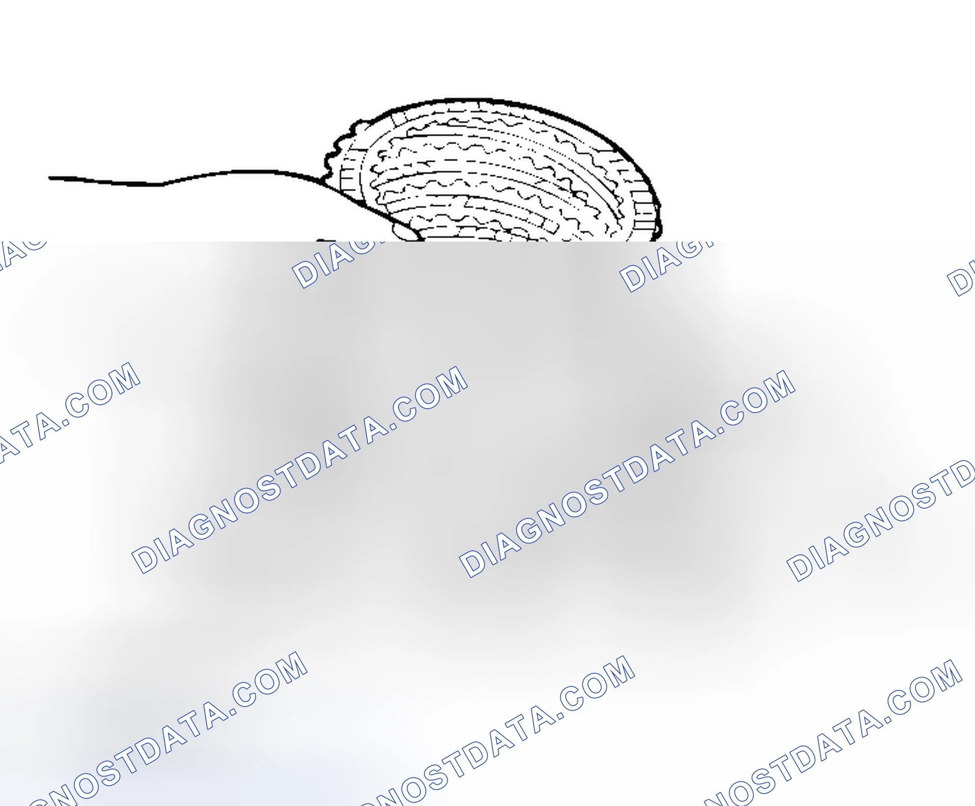 Scheme 955